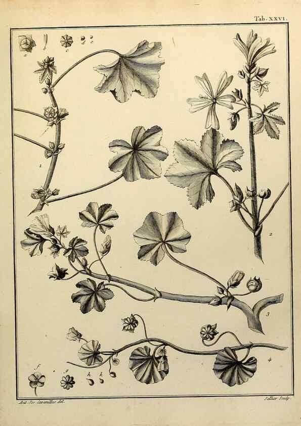 Reproducción/Reproduction 8188829554: Monadelphiae classis dissertationes decem.. Parisiis,Apud F.A. Didot,1785-1790.