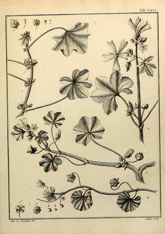 Reproducción/Reproduction 8188829554: Monadelphiae classis dissertationes decem.. Parisiis,Apud F.A. Didot,1785-1790.