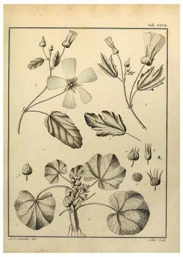 Reproducción/Reproduction 8187750495: Monadelphiae classis dissertationes decem.. Parisiis,Apud F.A. Didot,1785-1790.