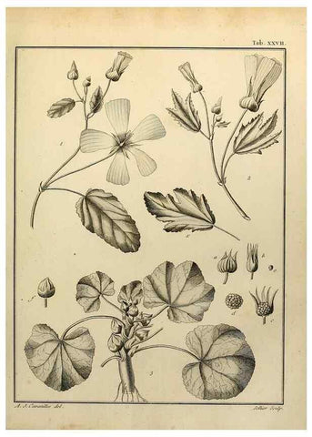 Reproducción/Reproduction 8187750495: Monadelphiae classis dissertationes decem.. Parisiis,Apud F.A. Didot,1785-1790.