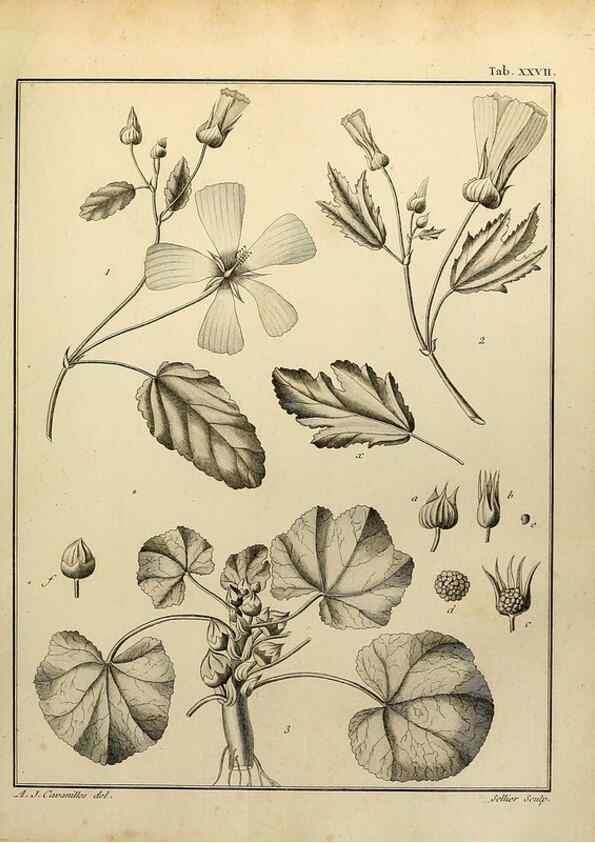 Reproducción/Reproduction 8187750495: Monadelphiae classis dissertationes decem.. Parisiis,Apud F.A. Didot,1785-1790.