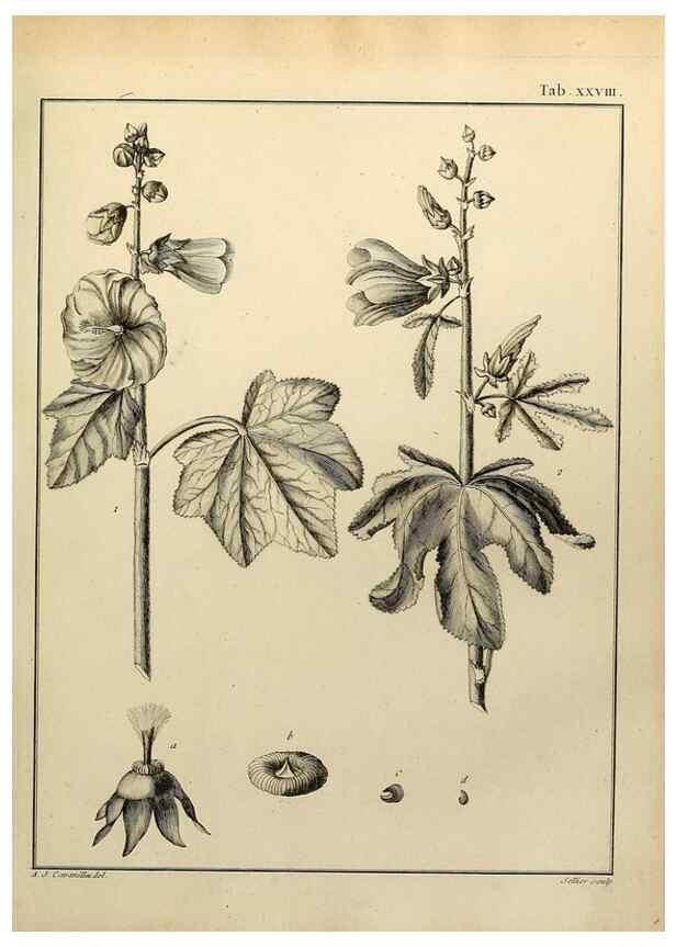 Reproducción/Reproduction 8188831072: Monadelphiae classis dissertationes decem.. Parisiis,Apud F.A. Didot,1785-1790.