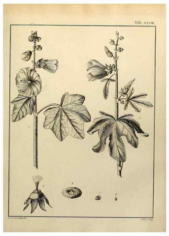 Reproducción/Reproduction 8188831072: Monadelphiae classis dissertationes decem.. Parisiis,Apud F.A. Didot,1785-1790.