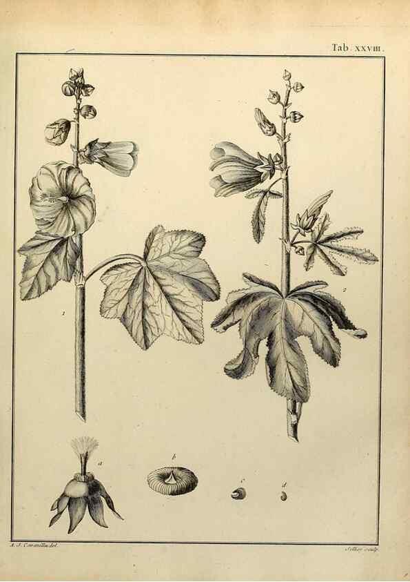 Reproducción/Reproduction 8188831072: Monadelphiae classis dissertationes decem.. Parisiis,Apud F.A. Didot,1785-1790.