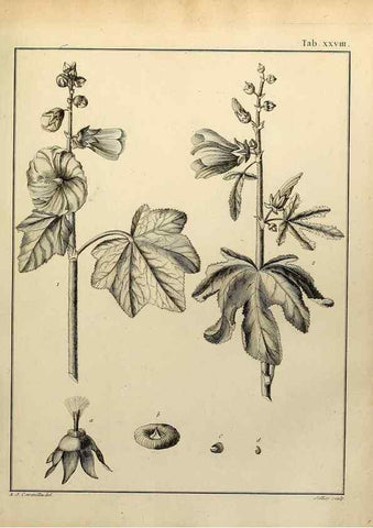 Reproducción/Reproduction 8188831072: Monadelphiae classis dissertationes decem.. Parisiis,Apud F.A. Didot,1785-1790.