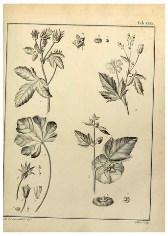 Reproducción/Reproduction 8188831630: Monadelphiae classis dissertationes decem.. Parisiis,Apud F.A. Didot,1785-1790.