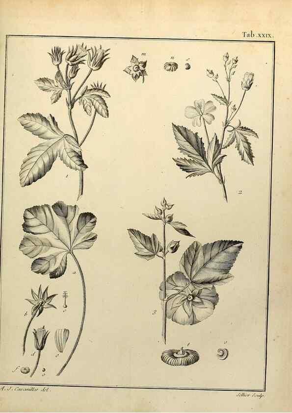 Reproducción/Reproduction 8188831630: Monadelphiae classis dissertationes decem.. Parisiis,Apud F.A. Didot,1785-1790.