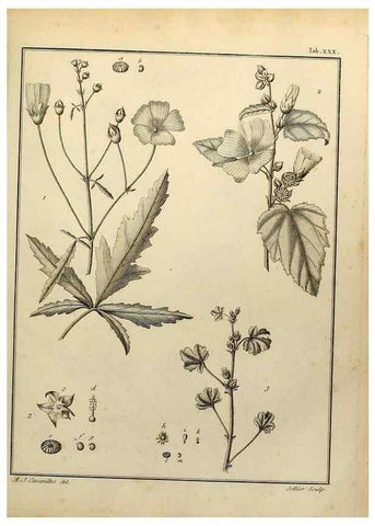 Reproducción/Reproduction 8187752725: Monadelphiae classis dissertationes decem.. Parisiis,Apud F.A. Didot,1785-1790.