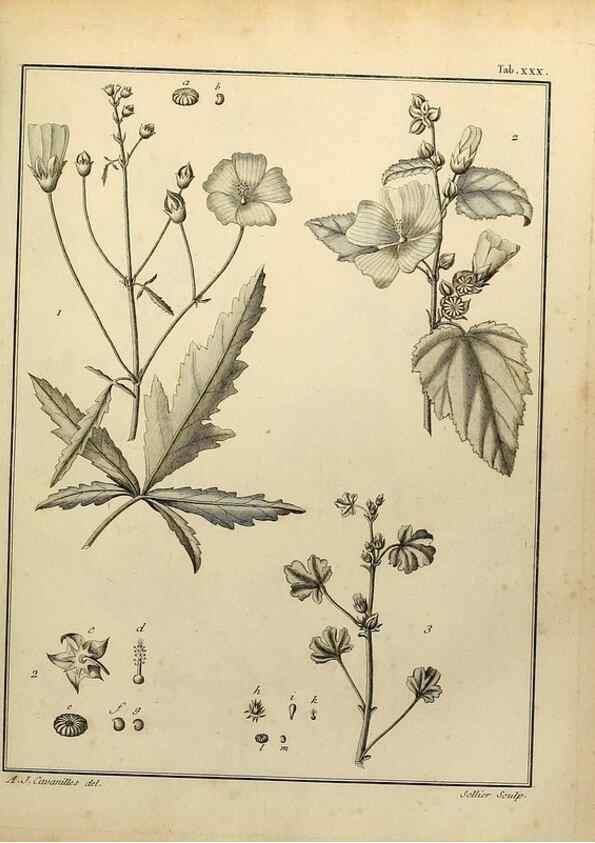Reproducción/Reproduction 8187752725: Monadelphiae classis dissertationes decem.. Parisiis,Apud F.A. Didot,1785-1790.