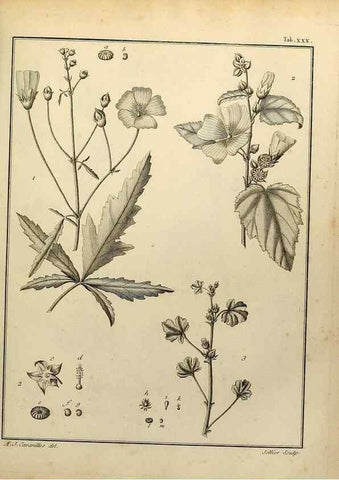 Reproducción/Reproduction 8187752725: Monadelphiae classis dissertationes decem.. Parisiis,Apud F.A. Didot,1785-1790.