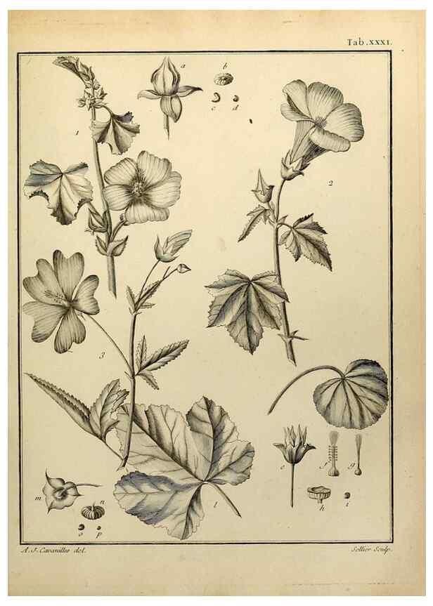 Reproducción/Reproduction 8187753425: Monadelphiae classis dissertationes decem.. Parisiis,Apud F.A. Didot,1785-1790.