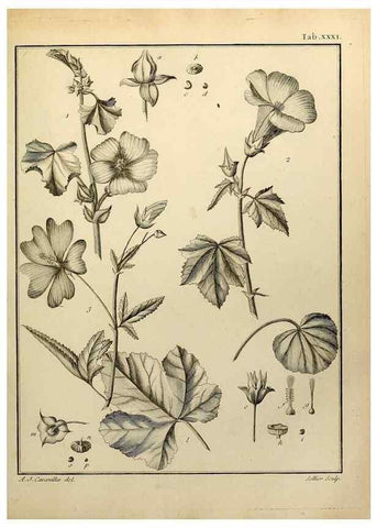 Reproducción/Reproduction 8187753425: Monadelphiae classis dissertationes decem.. Parisiis,Apud F.A. Didot,1785-1790.