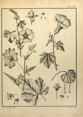 Reproducción/Reproduction 8187753425: Monadelphiae classis dissertationes decem.. Parisiis,Apud F.A. Didot,1785-1790.