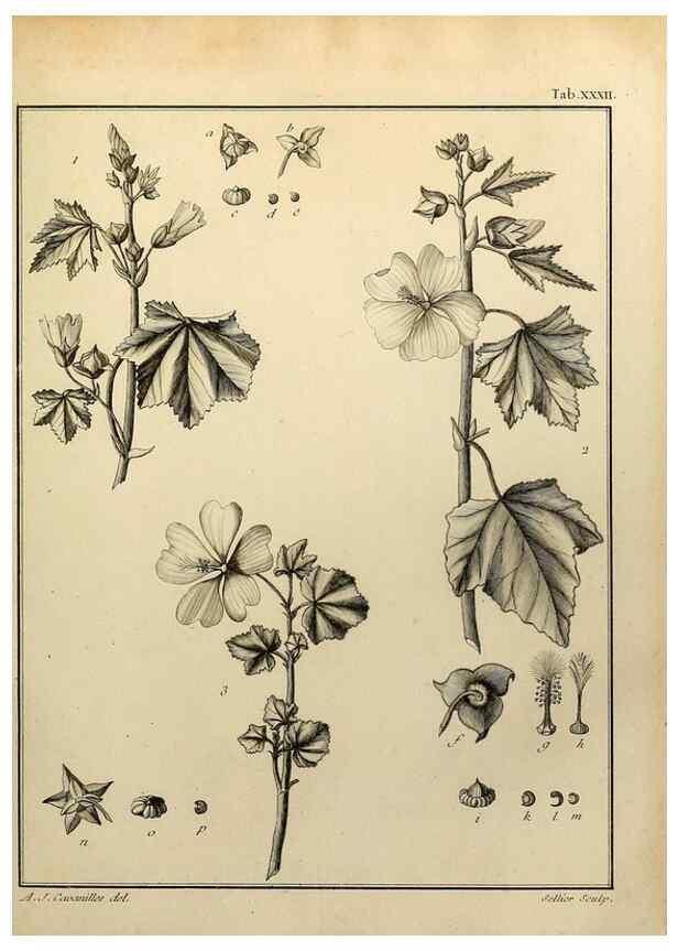 Reproducción/Reproduction 8188833918: Monadelphiae classis dissertationes decem.. Parisiis,Apud F.A. Didot,1785-1790.