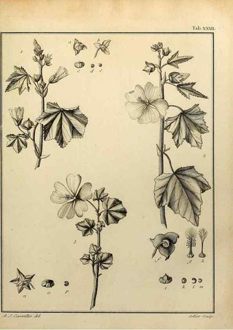 Reproducción/Reproduction 8188833918: Monadelphiae classis dissertationes decem.. Parisiis,Apud F.A. Didot,1785-1790.