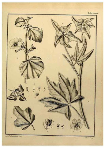 Reproducción/Reproduction 8188834524: Monadelphiae classis dissertationes decem.. Parisiis,Apud F.A. Didot,1785-1790.
