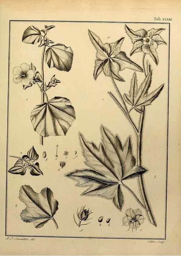 Reproducción/Reproduction 8188834524: Monadelphiae classis dissertationes decem.. Parisiis,Apud F.A. Didot,1785-1790.