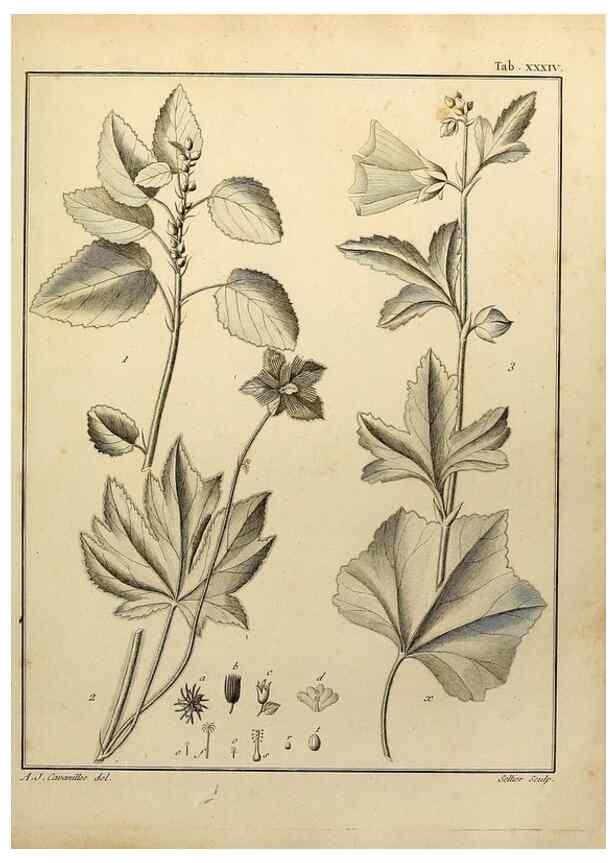 Reproducción/Reproduction 8188835604: Monadelphiae classis dissertationes decem.. Parisiis,Apud F.A. Didot,1785-1790.