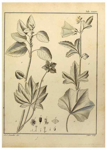 Reproducción/Reproduction 8188835604: Monadelphiae classis dissertationes decem.. Parisiis,Apud F.A. Didot,1785-1790.
