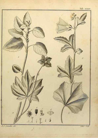 Reproducción/Reproduction 8188835604: Monadelphiae classis dissertationes decem.. Parisiis,Apud F.A. Didot,1785-1790.