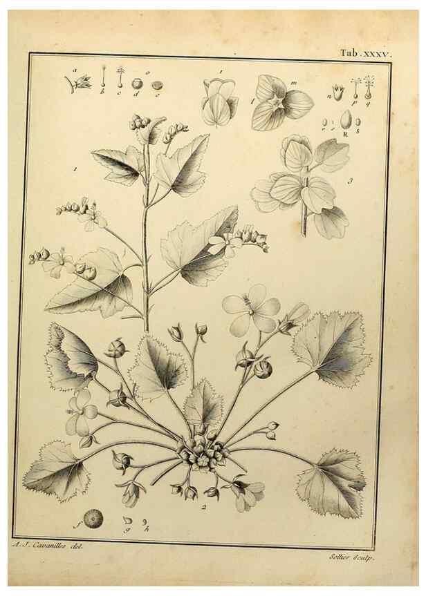 Reproducción/Reproduction 8187756795: Monadelphiae classis dissertationes decem.. Parisiis,Apud F.A. Didot,1785-1790.