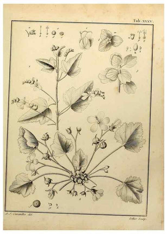 Reproducción/Reproduction 8187756795: Monadelphiae classis dissertationes decem.. Parisiis,Apud F.A. Didot,1785-1790.