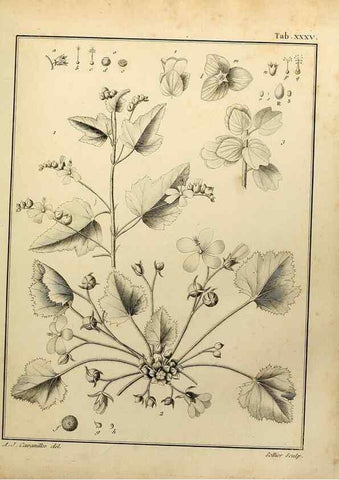 Reproducción/Reproduction 8187756795: Monadelphiae classis dissertationes decem.. Parisiis,Apud F.A. Didot,1785-1790.