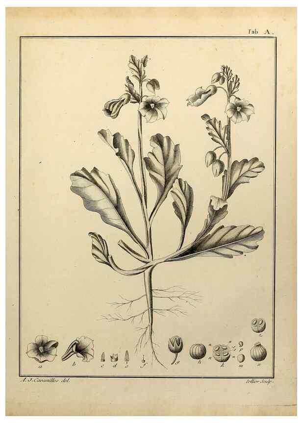 Reproducción/Reproduction 8187757309: Monadelphiae classis dissertationes decem.. Parisiis,Apud F.A. Didot,1785-1790.