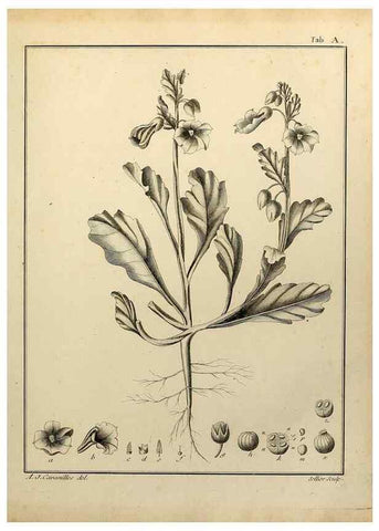 Reproducción/Reproduction 8187757309: Monadelphiae classis dissertationes decem.. Parisiis,Apud F.A. Didot,1785-1790.