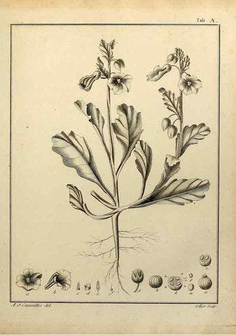Reproducción/Reproduction 8187757309: Monadelphiae classis dissertationes decem.. Parisiis,Apud F.A. Didot,1785-1790.