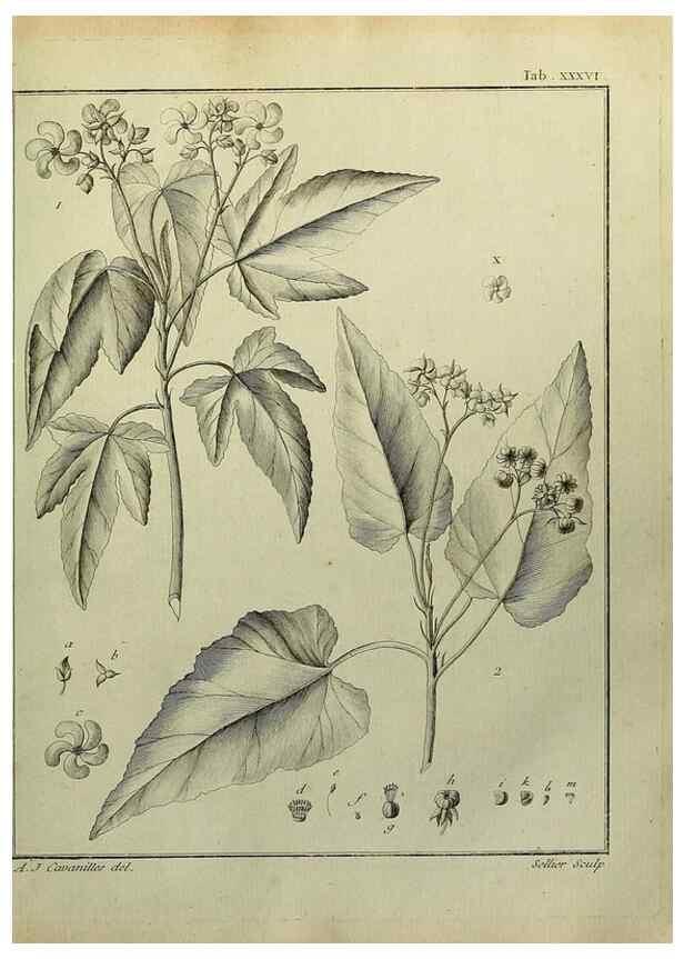 Reproducción/Reproduction 8188837910: Monadelphiae classis dissertationes decem.. Parisiis,Apud F.A. Didot,1785-1790.