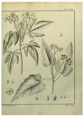 Reproducción/Reproduction 8188837910: Monadelphiae classis dissertationes decem.. Parisiis,Apud F.A. Didot,1785-1790.