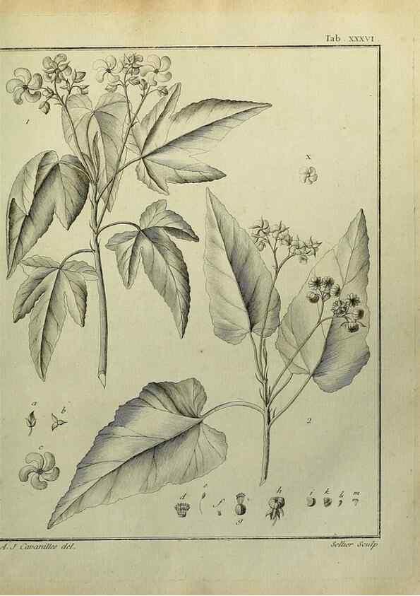 Reproducción/Reproduction 8188837910: Monadelphiae classis dissertationes decem.. Parisiis,Apud F.A. Didot,1785-1790.