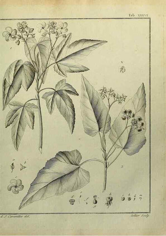 Reproducción/Reproduction 8188837910: Monadelphiae classis dissertationes decem.. Parisiis,Apud F.A. Didot,1785-1790.
