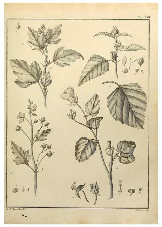 Reproducción/Reproduction 8187746923: Monadelphiae classis dissertationes decem.. Parisiis,Apud F.A. Didot,1785-1790.