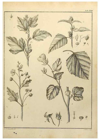 Reproducción/Reproduction 8187746923: Monadelphiae classis dissertationes decem.. Parisiis,Apud F.A. Didot,1785-1790.
