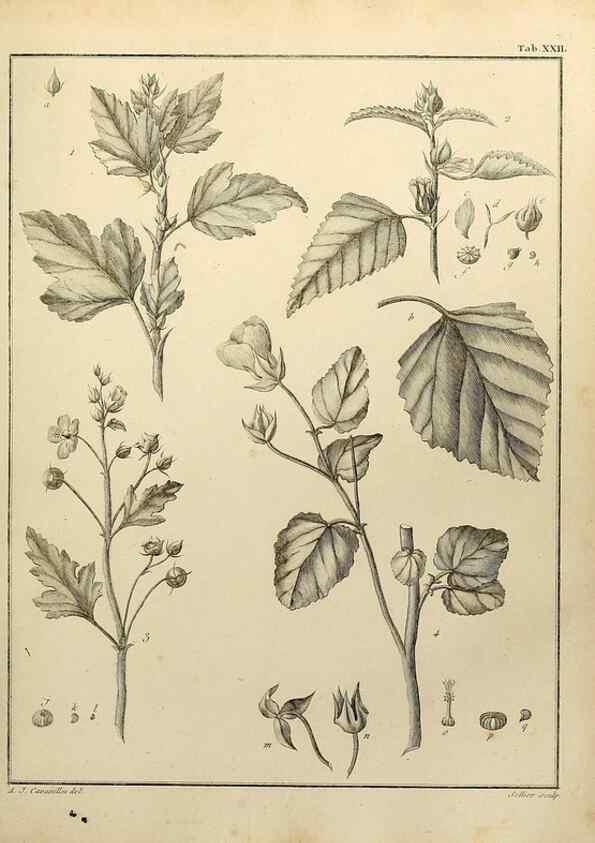 Reproducción/Reproduction 8187746923: Monadelphiae classis dissertationes decem.. Parisiis,Apud F.A. Didot,1785-1790.