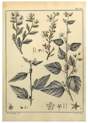 Reproducción/Reproduction 8188825958: Monadelphiae classis dissertationes decem.. Parisiis,Apud F.A. Didot,1785-1790.
