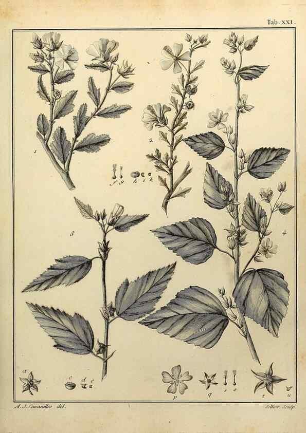 Reproducción/Reproduction 8188825958: Monadelphiae classis dissertationes decem.. Parisiis,Apud F.A. Didot,1785-1790.
