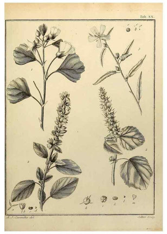 Reproducción/Reproduction 8187745661: Monadelphiae classis dissertationes decem.. Parisiis,Apud F.A. Didot,1785-1790.