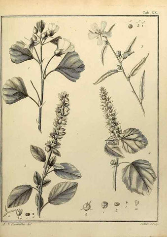 Reproducción/Reproduction 8187745661: Monadelphiae classis dissertationes decem.. Parisiis,Apud F.A. Didot,1785-1790.