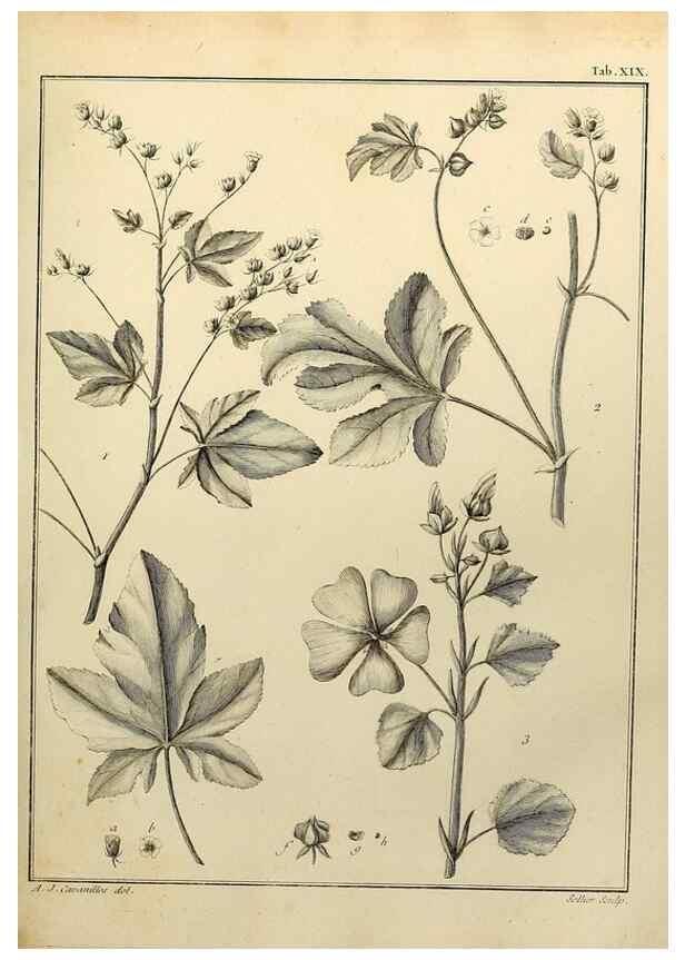 Reproducción/Reproduction 8188824602: Monadelphiae classis dissertationes decem.. Parisiis,Apud F.A. Didot,1785-1790.
