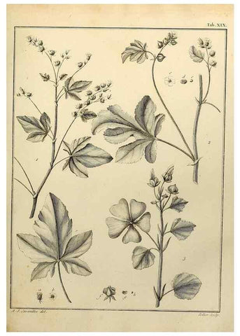 Reproducción/Reproduction 8188824602: Monadelphiae classis dissertationes decem.. Parisiis,Apud F.A. Didot,1785-1790.