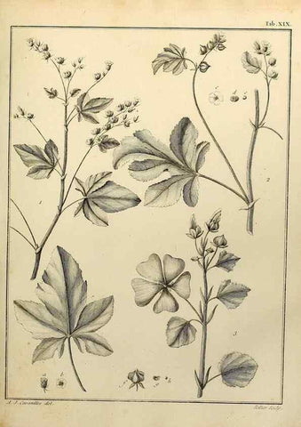Reproducción/Reproduction 8188824602: Monadelphiae classis dissertationes decem.. Parisiis,Apud F.A. Didot,1785-1790.