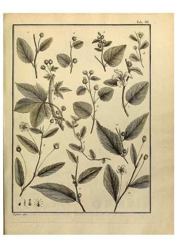 Reproducción/Reproduction 8188812602: Monadelphiae classis dissertationes decem.. Parisiis,Apud F.A. Didot,1785-1790.