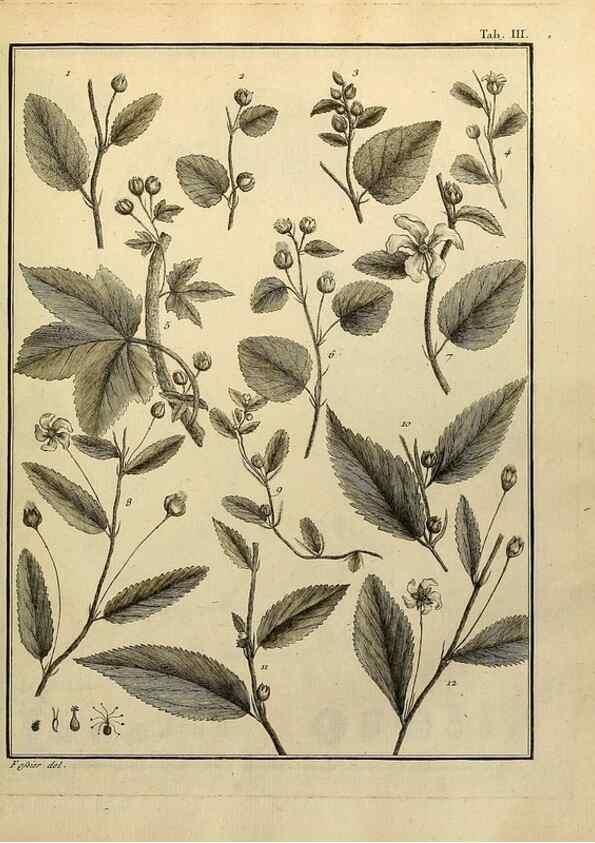Reproducción/Reproduction 8188812602: Monadelphiae classis dissertationes decem.. Parisiis,Apud F.A. Didot,1785-1790.