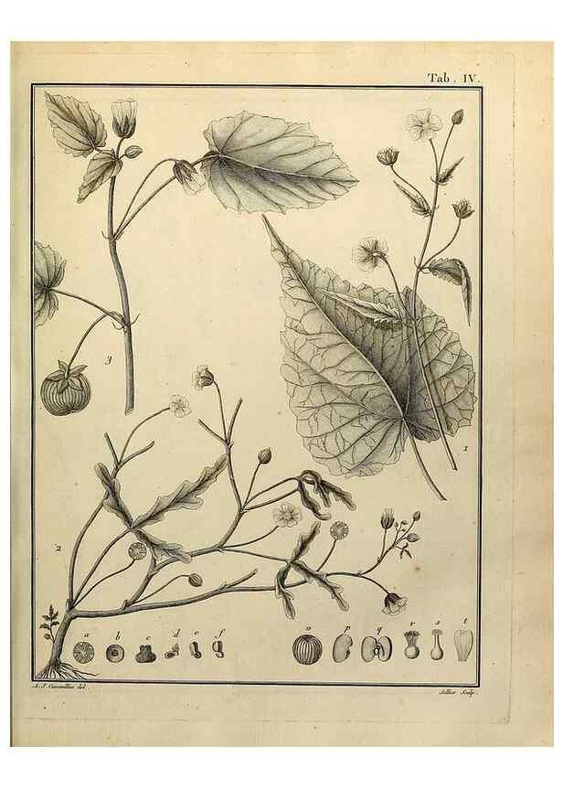 Reproducción/Reproduction 8188813280: Monadelphiae classis dissertationes decem.. Parisiis,Apud F.A. Didot,1785-1790.