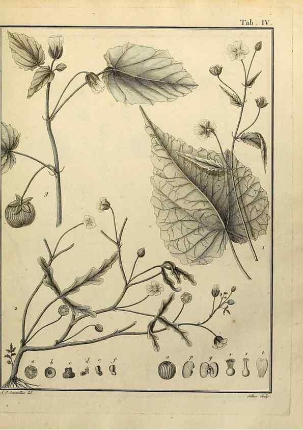 Reproducción/Reproduction 8188813280: Monadelphiae classis dissertationes decem.. Parisiis,Apud F.A. Didot,1785-1790.