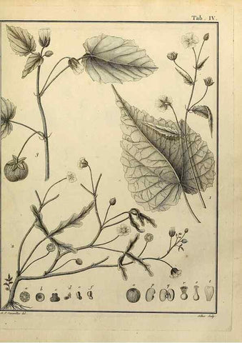 Reproducción/Reproduction 8188813280: Monadelphiae classis dissertationes decem.. Parisiis,Apud F.A. Didot,1785-1790.