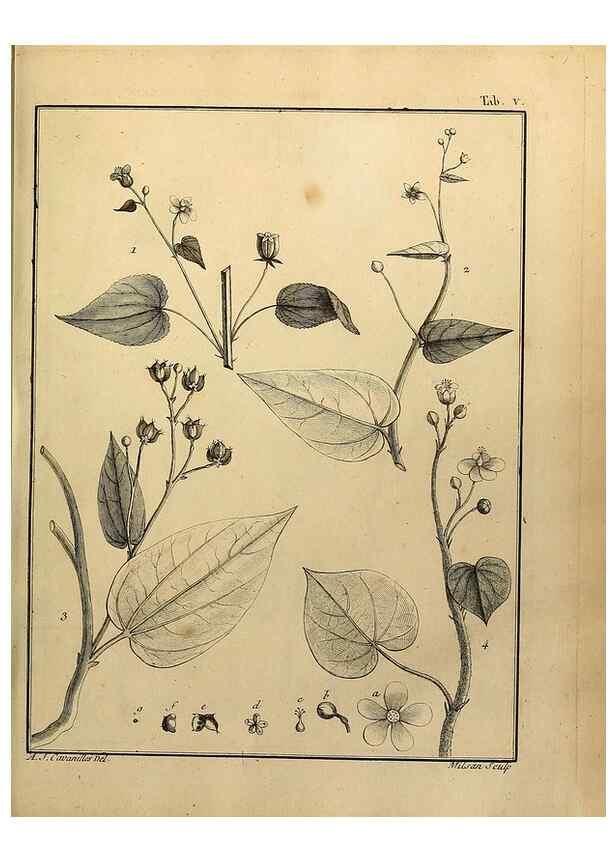 Reproducción/Reproduction 8188813958: Monadelphiae classis dissertationes decem.. Parisiis,Apud F.A. Didot,1785-1790.